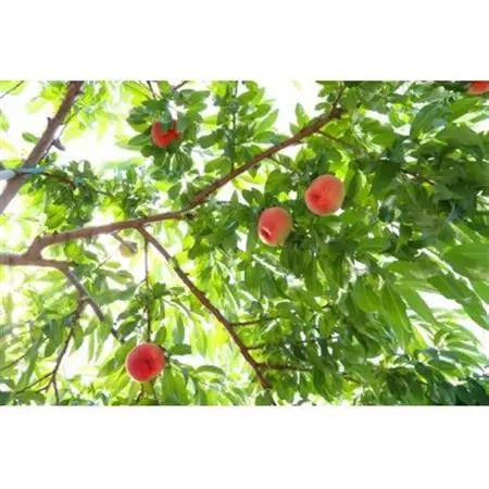 【2027年発送】フルーツ王国　長野県信州直送「旬な桃」　あかつき　約1.5kg【配送不可地域：離島】【1530510】