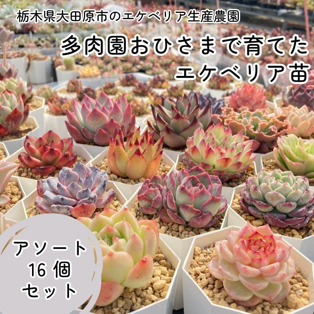 
【多肉植物】エケベリア苗アソート16個セット
