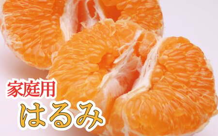 【先行予約】家庭用はるみ1kg+250g（傷み補償分）＜2月より発送＞【ikd142B】