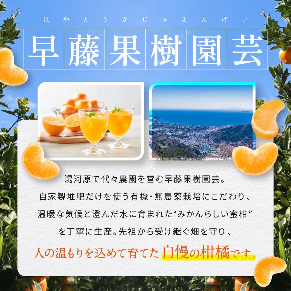 有機みかんジュース 果汁100%　1000ml×6本 | 湯河原町 有機農園 自然の甘さ 手作りジュース 青島みかん ビタミン