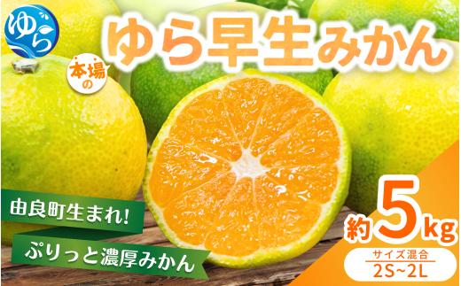【先行予約】ゆら早生みかん 約5kg ※2025年10月中旬～10月下旬順次発送農家直送 / くだもの  果実  柑橘 果物 フルーツ 国産 和歌山県 由良町 ご家庭用 人気 おすすめ 【nktn001-sp】