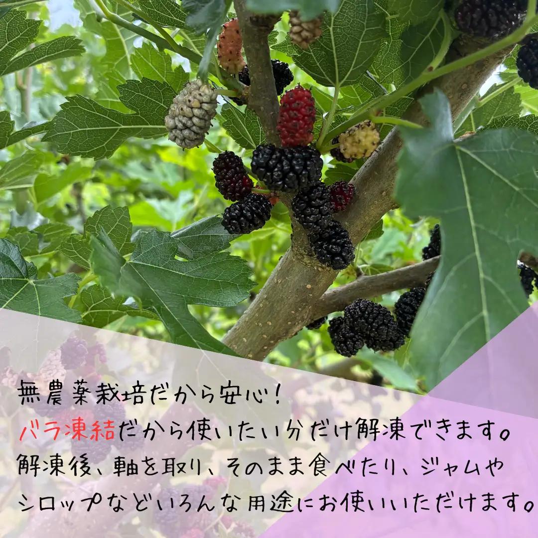 マルベリー 冷凍 1kg ベリー スイーツ 桑の実 秋田県産 井川町産