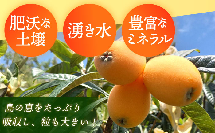 びわ 9粒 Lサイズ