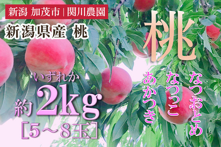 【2026年先行予約】新潟県産 桃 約2㎏（5～8玉）《7月下旬～順次発送》 もも ピーチ