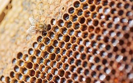 【ふるさと納税】BIYAJIMA BEE FARM『季節の完熟生はちみつ 一瓶280g×2個』北信濃の大自然がぎゅっとつまった、完全非加熱・無農薬・除草剤、防腐剤不使用の国産天然蜂蜜【長野県信濃町】
