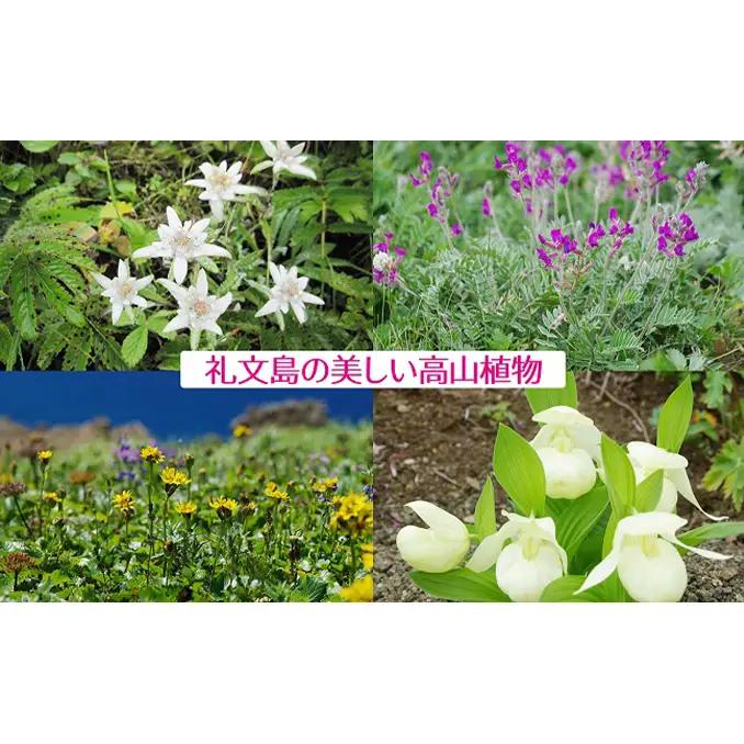 礼文産 塩水ウニ キタムラサキウニ 100g×2(ピンバッジ付) うに