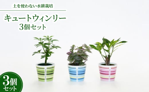 
キュートウィンリー3個セット＜オススメの観葉植物でお届け＞【1404525】
