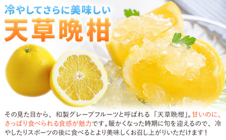 【先行予約】訳あり 天草晩柑 10kg｜柑橘柑橘柑橘都呂々