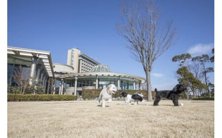 ワンちゃんと一緒にステイヒルトンドッグフレンドリールーム素泊まり（平日）