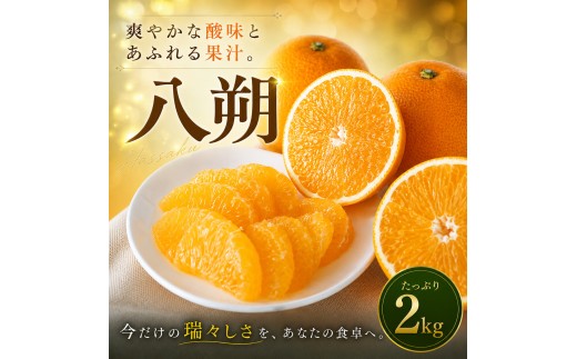 【選ぶならこれ】 大人の柑橘 【八朔】 2kg 愛媛県産【2027年2月上旬頃から順次発送】 | はっさく みかん ハッサク ミカン mikan hassaku 蜜柑 訳ありフルーツ 柑橘 果物 おすすめ お勧め お取り寄せ ギフト 愛媛県 松山市
