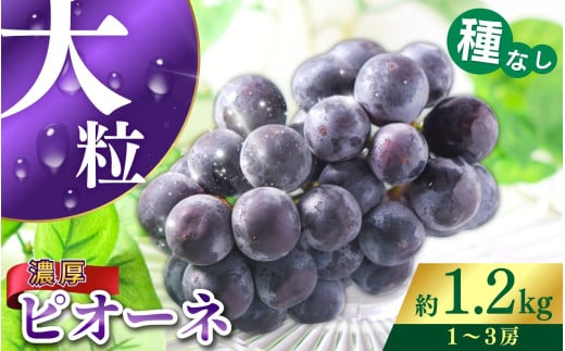 【甘さとみずみずしさが自慢】種なしピオーネ＜ぶどう約1.2kg＞【2026年8月下旬～9月中旬頃発送予定】