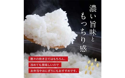 FK7-0226_【5カ月定期】【令和7年度産】【先行予約】嘉島町のおいしいお米（くまさんの輝き/白米） 5kg