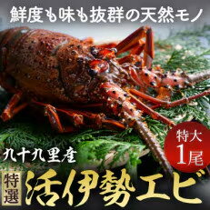 【ふるさと納税】 特選活伊勢エビ 1尾 (400~500g) 伊勢エビ 活 海老 伊勢海老 イセエビ エビ プリプリ 生 活き締め 冷蔵 生食用 特選 刺身 焼き物 味噌汁 魚介 新鮮 高級 人気 国産 九十九里 九十九里産 千葉県 旭市 不動丸