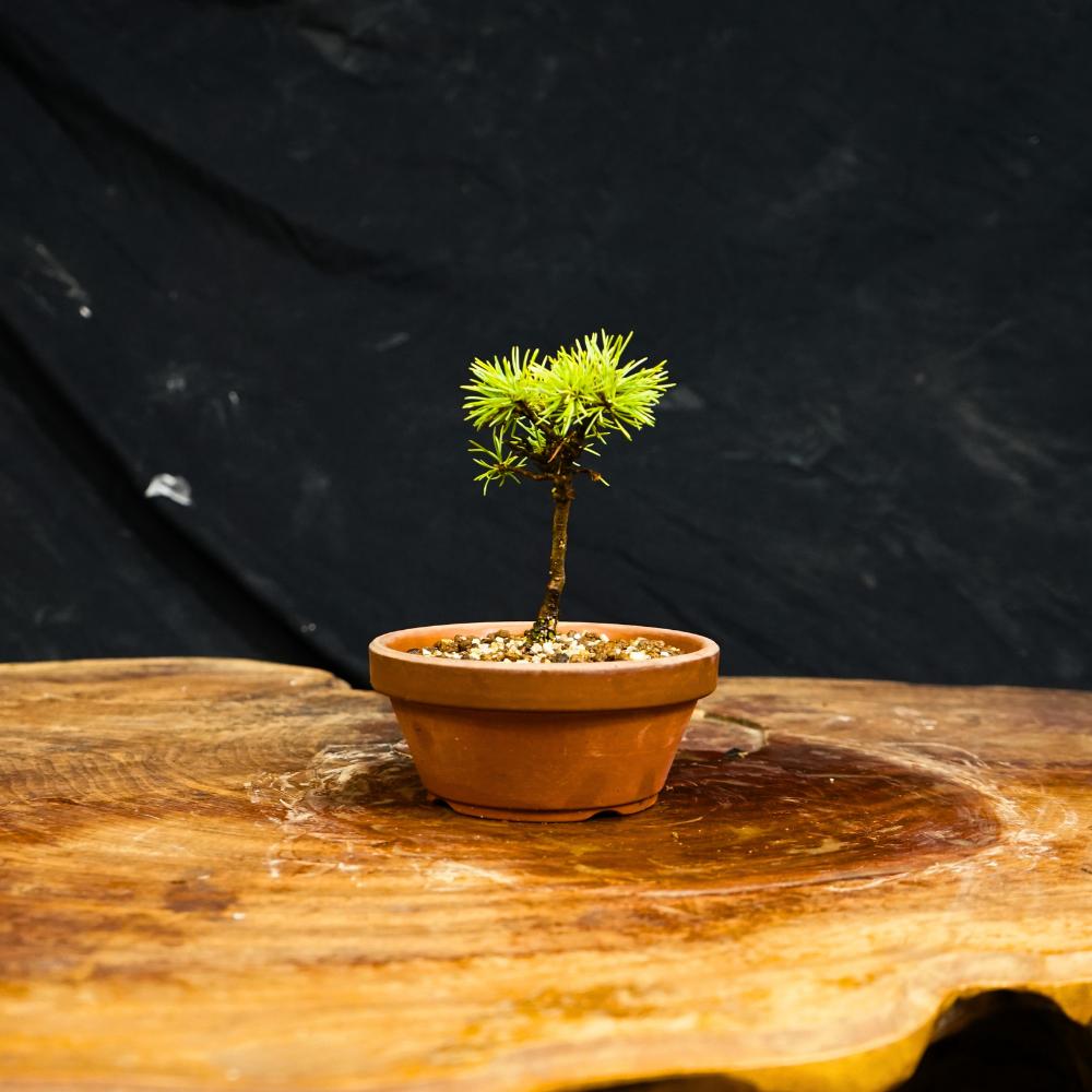 
                  赤石の泉 赤石五葉松（鉢植え） F-159
                