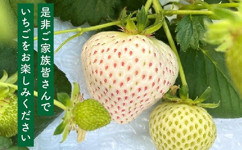 《2026年発送》【数量・期間限定】宮崎完熟白9PREMIUMギフト 完熟 甘い 白苺 いちご イチゴ 苺 果物 フルーツ_M279-007