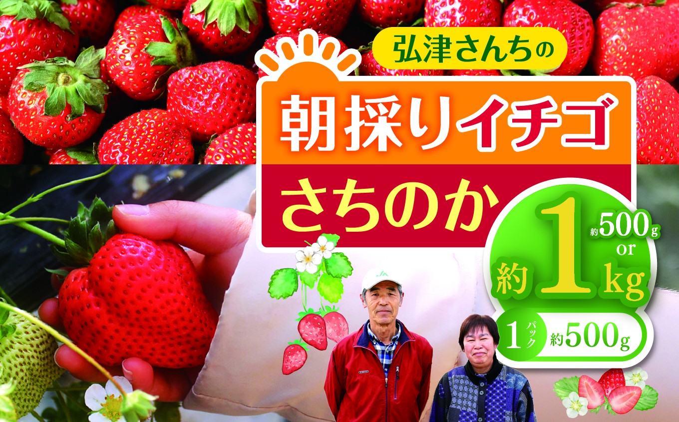
                  【 数量限定 】 弘津さんちの 朝採り イチゴ さちのか 約 500g ～ 1kg ( 約500g × 1～2パック ) 令和8年1月中旬～3月発送 ｜ さちのか いちご イチゴ 苺 朝採れ 完熟 新鮮 贈答 冬 冷蔵便 クール便 山口県 平生町
                