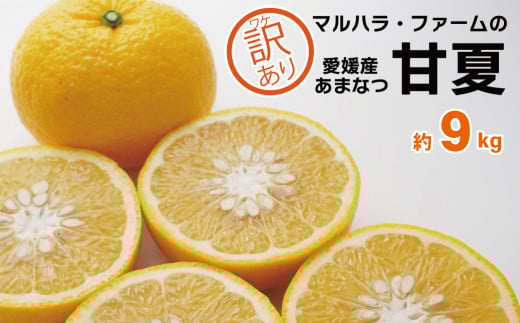 
            訳あり 甘夏 9kg サイズミックス 7000円 みかん 愛媛 ミカン mikan 蜜柑 わけあり あまなつ 夏みかん だいだい 家庭用 産地直送 国産 農家直送 減農薬 期間限定 数量限定 特産品 ゼリー マーマレード ピール ジュース デザート 等に 人気 限定 おいしい さわやか 果実 果肉 美味しい 小玉 含む フルーツ 果物 柑橘 規格外 マルハラファーム 愛南町 愛媛県
          