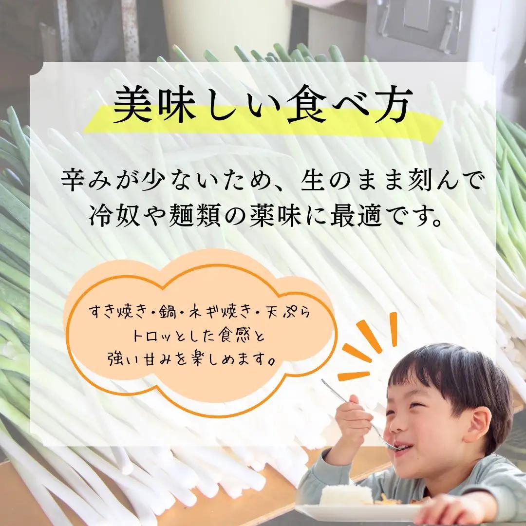 ネギ しろねぎ 長ネギ 3kg | 石川県 小松市 JAあぐり