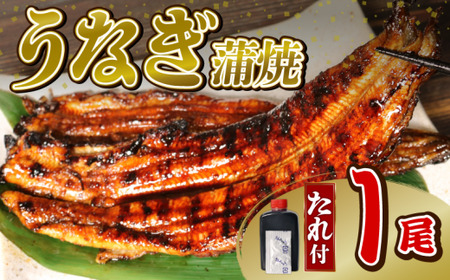 うなぎ 大姿焼き140g 1尾 鰻 鰻