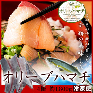 オリーブハマチ　冷凍　柵４本【予約受付：令和7年12月頃から発送】【B-53】