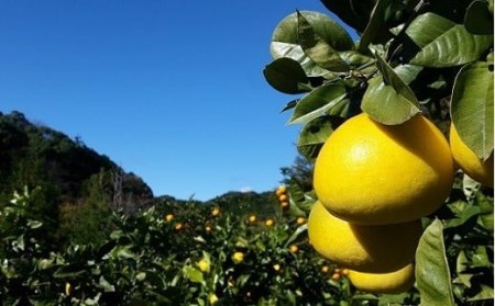 土佐文旦 10kg 2L～3Lサイズ（ご 家庭用 ） 植田農園［1537］
