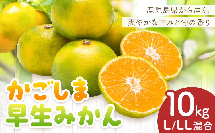 かごしま早生みかん L LL サイズ混合 10kg 田野農園《10月中旬-1月中旬頃出荷》鹿児島県 さつま町 早生 みかん 蜜柑 柑橘 果物 くだもの フルーツ ジューシー 送料無料