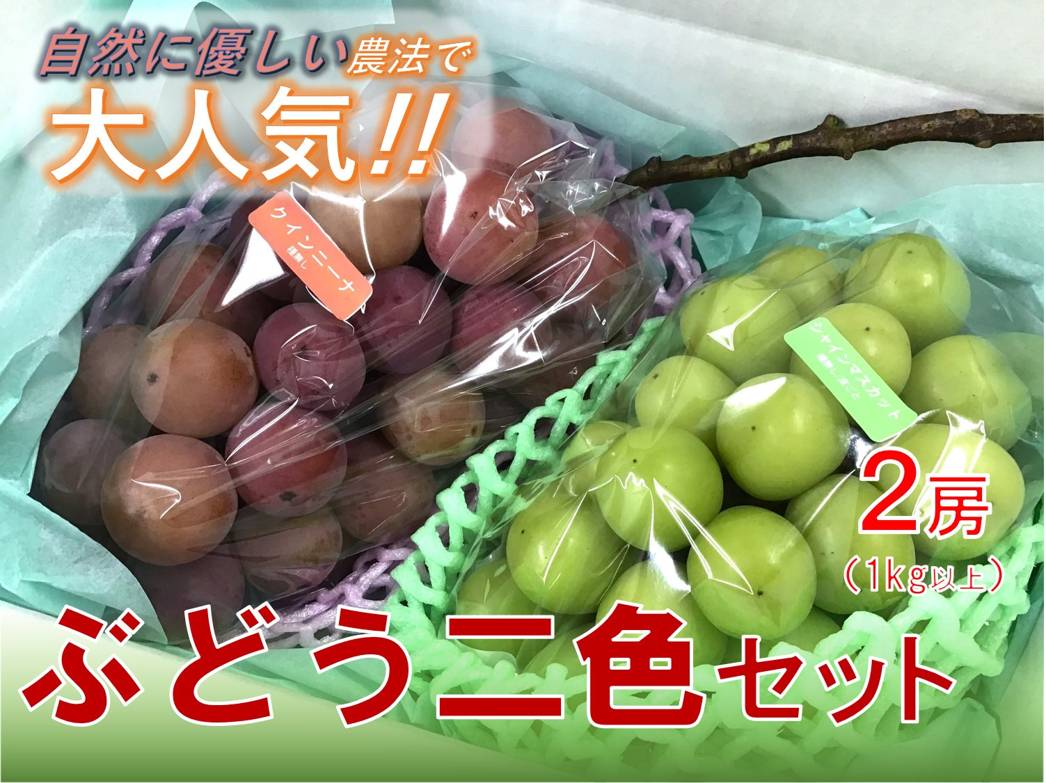 
            ＜25年発送先行予約＞【自然に優しく美味しい葡萄2色セット２房】栽培期間中の農薬削減で美味しいシャインマスカットと赤葡萄(１kg以上) ALPEF009
          