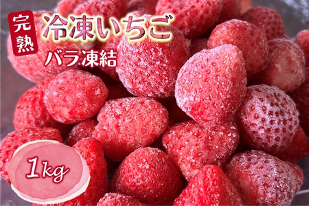 冷凍いちご 1kg バラ凍結 真空パック 栽培期間中農薬不使用 ヘタ取り済み 低温急速冷凍 いちご本来の甘さと香り フローズンストロベリー