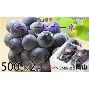 2026年 ニュー ピオーネ 約500g×2房 ｜  ピオーネ