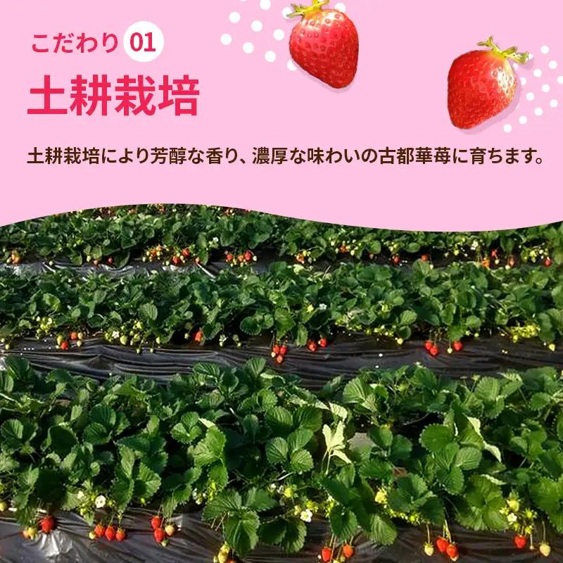 いちご 3回定期 古都華 約500g 250g×2パック 先行予約 高評価 冷蔵配送 フルーツ 果物 旬 産地直送 農家直送 完熟 旬の果物 お取り寄せ おやつ デザート ことか イチゴ 冷蔵 奈良県