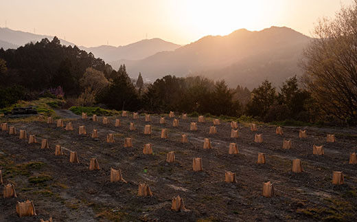山神果樹薬草園 和柑橘ジュースセット