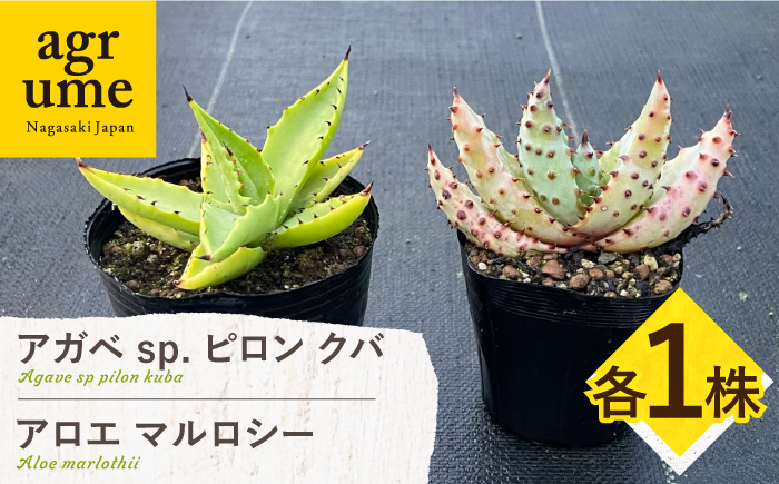 
            アガベ sp. ピロン クバ & アロエ マルロシー 各1株 Agave sp pilon kuba & Aloe marlothii 長与町/アグリューム [EAI198]
          