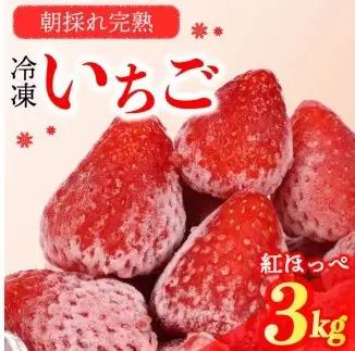冷凍いちご 紅ほっぺ  3kg 【 冷凍いちご 】森木農園