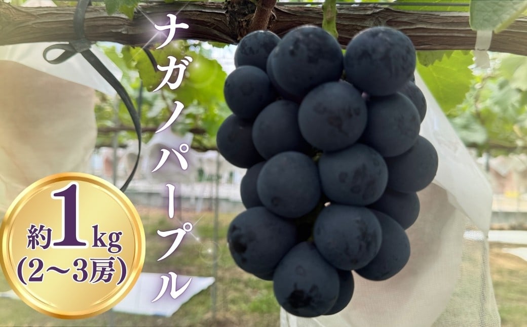 
            【2026年先行予約】ナガノパープル約1kg（2~3房）｜ぶどう 種無し 黒ぶどう 皮ごと 信州 長野県 千曲市｜ぶどう 種無し 黒ぶどう 皮ごと 信州 長野県 千曲市
          