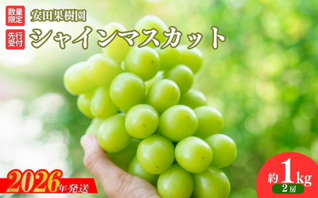 No.2609ぶどう　シャインマスカット 約1kg【2026年発送】