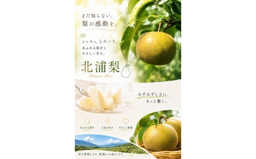 梨 新高 北浦梨 3kg（12～16玉） / 梨 新高 なし ナシ 北浦梨 にいたか 美里 自家用 贈答 梨 新高 果物 フルーツ【okjn003】