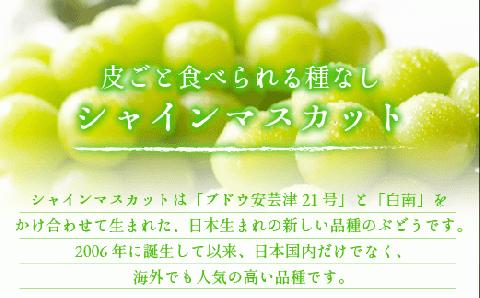 ぶどう シャインマスカット 訳あり 1kg 以上 ながの農業協同組合 配送先本州限定 2024年10月上旬頃から2024年10月下旬頃まで順次発送予定 令和6年度収穫分 長野県 飯綱町 [1692]