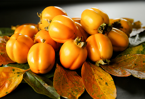 【発送月固定定期便】フルーツ定期便B 旬の美味しい果物を毎月1種全4回【配送不可地域：離島】