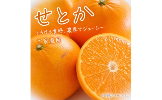 紀州有田産せとか約3kg［ご家庭用］　とろける食感！ジューシー柑橘［2027年2月下旬以降発送］［先行予約］［UT133］