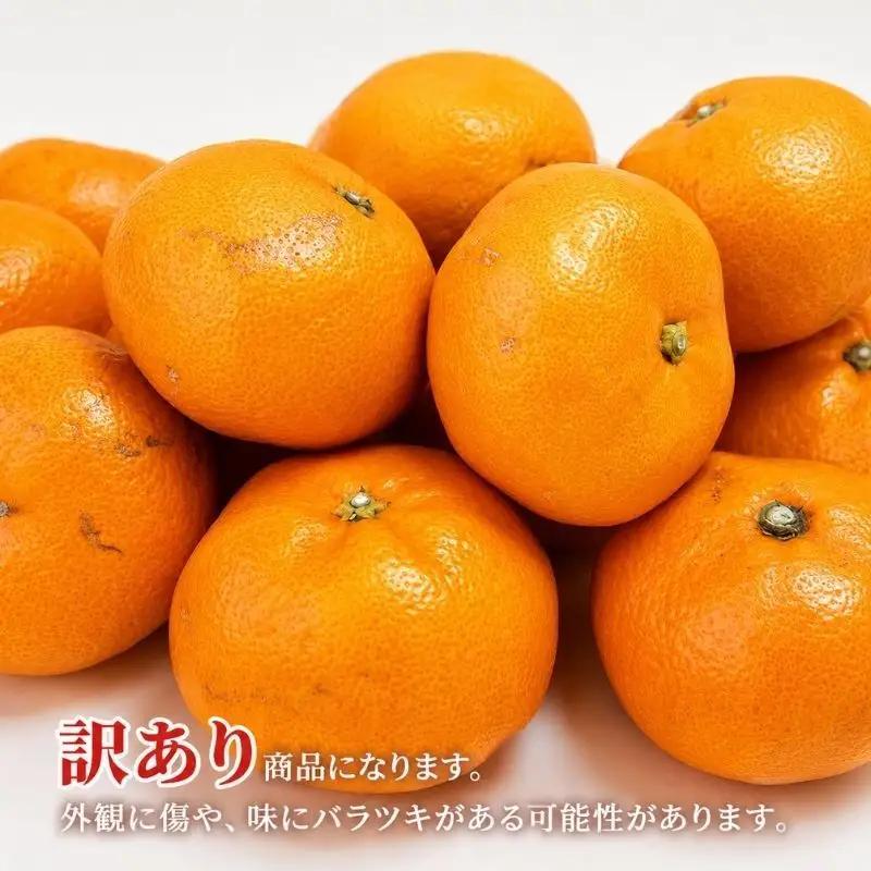 みかん 訳あり 早生 4kg 蜜柑 ミカン 果物 くだもの みかん