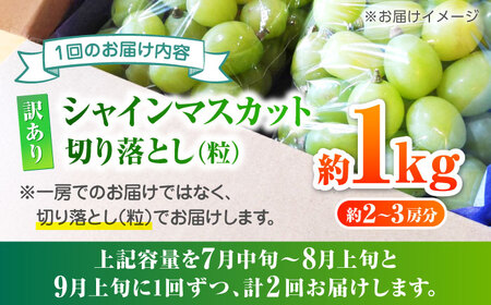 【先行予約】【2回定期便】 訳あり シャインマスカット 切り落とし 約1kg  【合同会社 社方園】定期便 2回 定期 ぶどう 果物 熊本 マスカット シャインマスカット 訳ありシャインマスカット わ