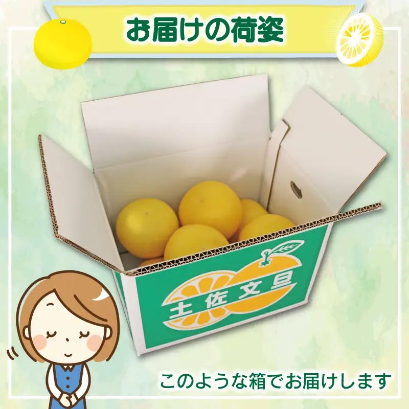 極み 土佐文旦 家庭用 5kg 文旦