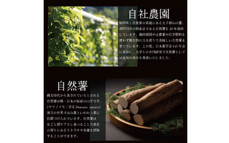 筥崎とろろ 自然薯のだしわりとろろ 計250g（5食セット × 50g) 冷凍 個包装 無添加 ＜株式会社九千部＞ 那珂川市[GAZ002]