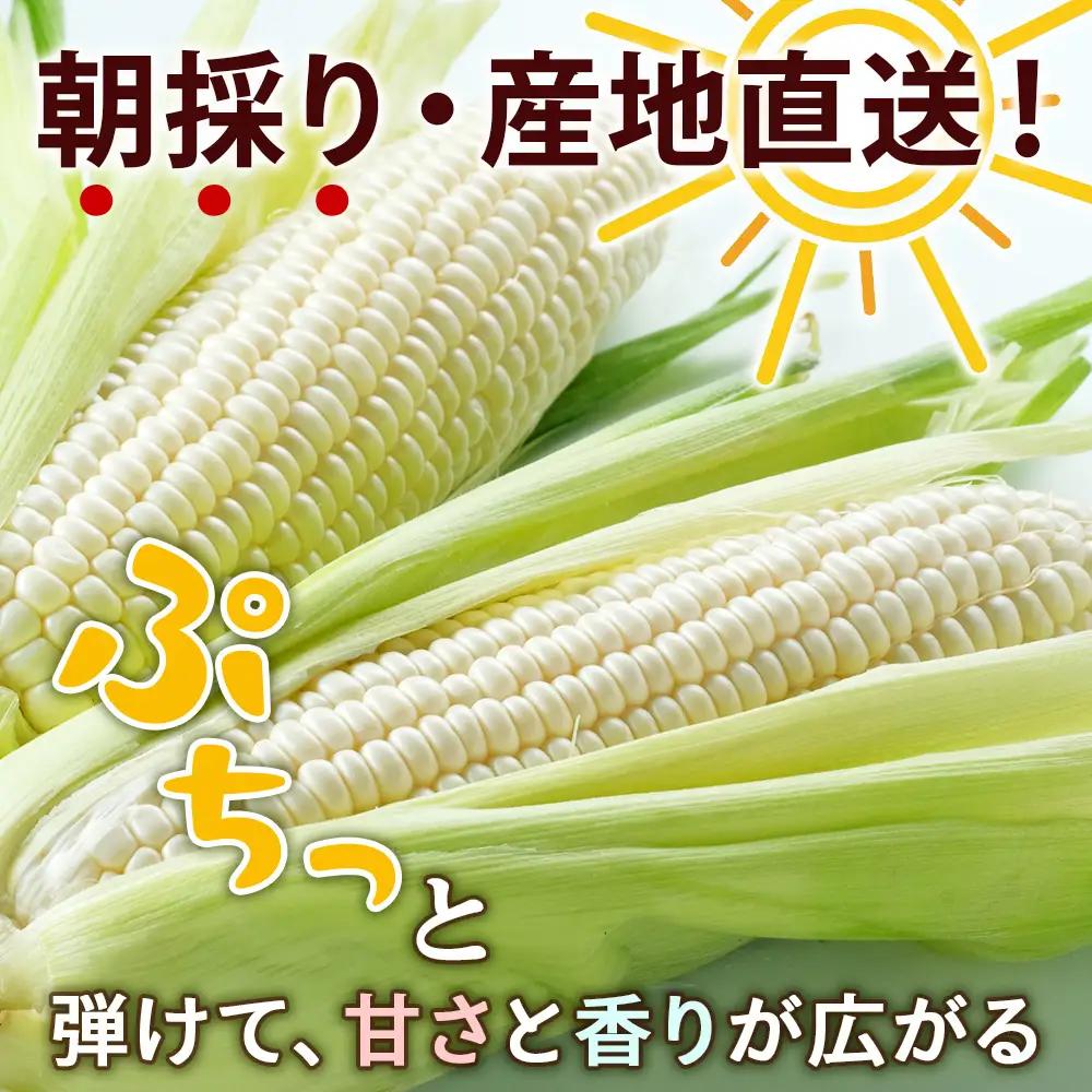 2026年夏発送 白いとうもろこし ピュアホワイト L～2L 16本