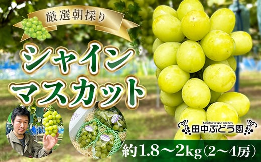 厳選朝採りシャインマスカット 約1.8～2.0kg（2～4房）シャインマスカット　ぶどう詰め合わせ ぶどう ブドウ 果物 フルーツ 田中ぶどう園 大阪 河内長野 マスカット 種なし
