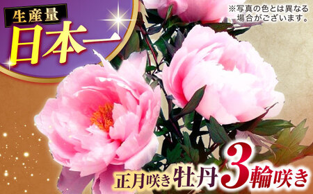 【米子髙島屋選定品】日本庭園由志園　正月咲き牡丹（3輪咲き）島根県松江市/株式会社JU米子髙島屋[ALFD009] 庭園 パスポート