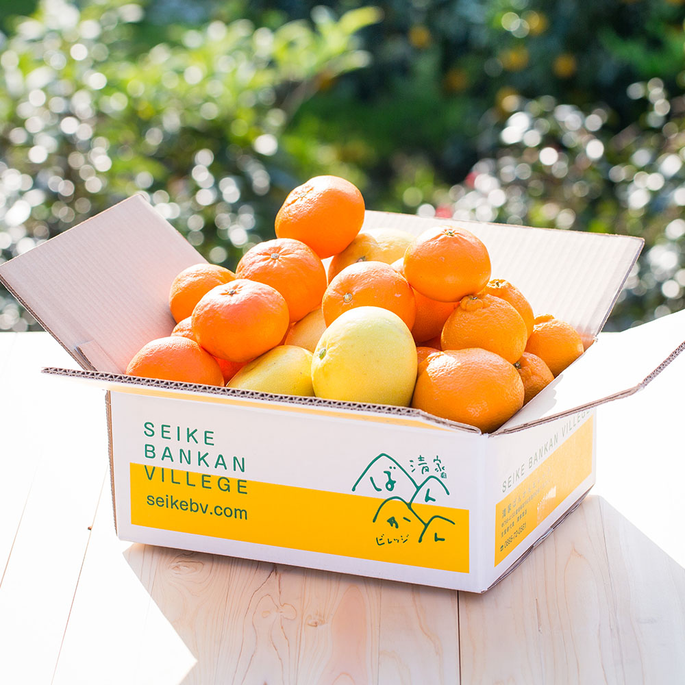 ＜清家ばんかんビレッジ＞柑橘詰合せ「まどんな」入り　その他おまかせ（M～3Lサイズ）3kg