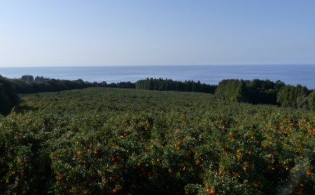 【先行予約】越年完熟室戸ポンカン2.5kg sa003　みかん ぽんかん ポンカン ﾎﾟﾝｶﾝ 家庭用 土佐くだもの畑 高知 みかん ミカン 蜜柑 mikan 果物 くだもの フルーツ 柑橘 濃厚 甘