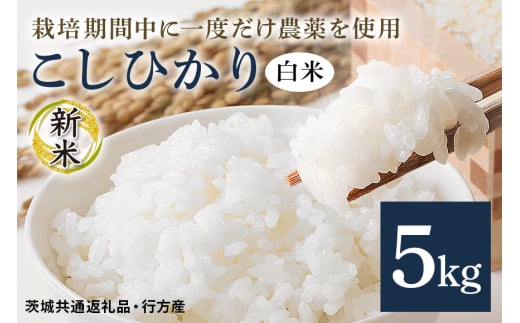 令和7年産新米 白米 5kg 栽培期間中できるだけ農薬を減らした＜ こしひかり＞ 茨城県産 米 お米 コメ ご飯 コシヒカリ 食味豊か 甘み 旨み 冷めても 美味しい お弁当 向け 食卓常備 産地直送 茨城県 潮来市 ＜茨城県共通返礼品・行方市産＞ (A03-016)