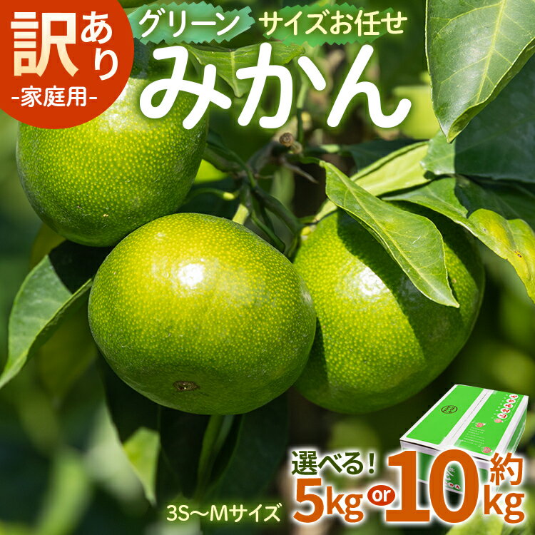 【ふるさと納税】【選べる】家庭用 訳あり グリーンみかん サイズお任せ(3S～Mサイズ)（内容量：約5kg/10kg） - ミカン 蜜柑 柑橘 果実 果物 フルーツ ご自宅用 ジューシー 果汁 フレッシュ 旬 季節 かなや農園 合同会社Benifare 国産 特産品 高知県 香南市【常温】